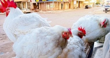 أسعار الفراخ بمحافظة مطروح اليوم الاثنين 28- 4-2025.. الكيلو بـ 70 جنيه – مصرنا