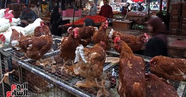 أسعار الدواجن اليوم الأحد 4-5-2025 بأسواق محافظة البحيرة – مصرنا