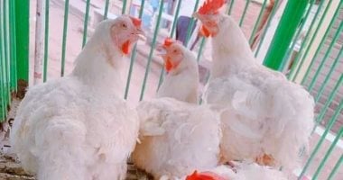سعر الفراخ بالأسواق اليوم الاثنين فى المنوفية.. الفراخ البيضاء بـ84 جنيها – مصرنا