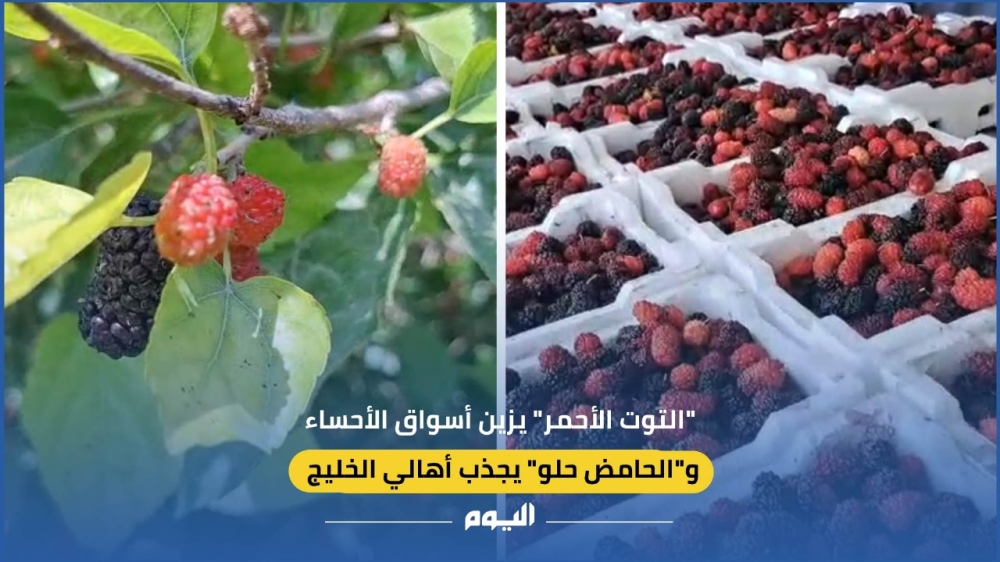 فيديو| “التوت الأحمر” يزين أسواق الأحساء.. و”الحامض حلو” يجذب أهالي الخليج
